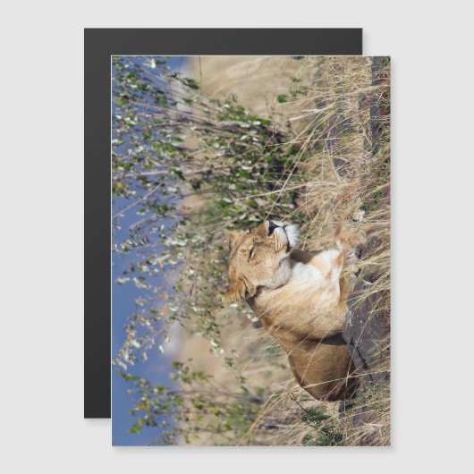 Lioness resting (Front/Back)