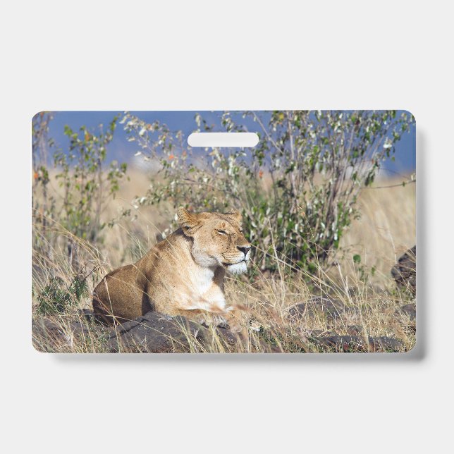 Lioness resting badge (Front)