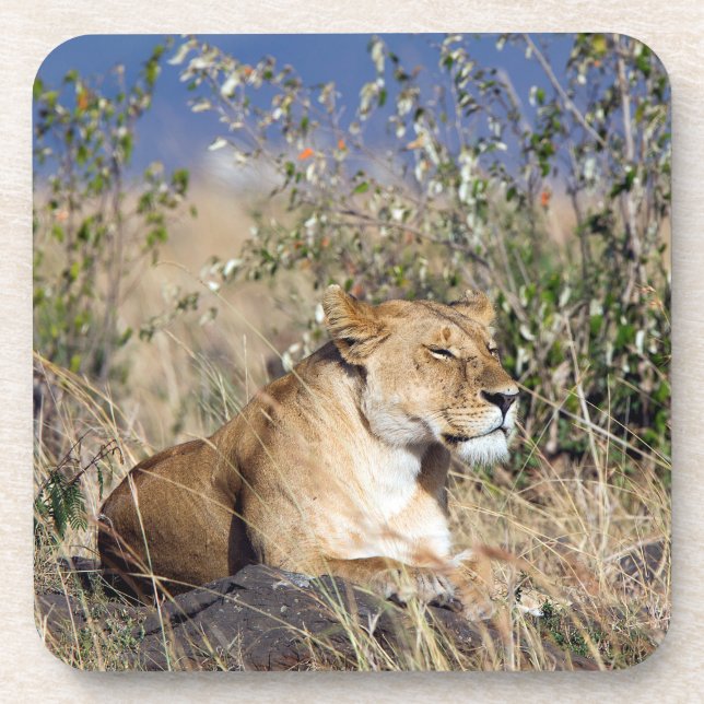 Lioness resting beverage coaster (Front)