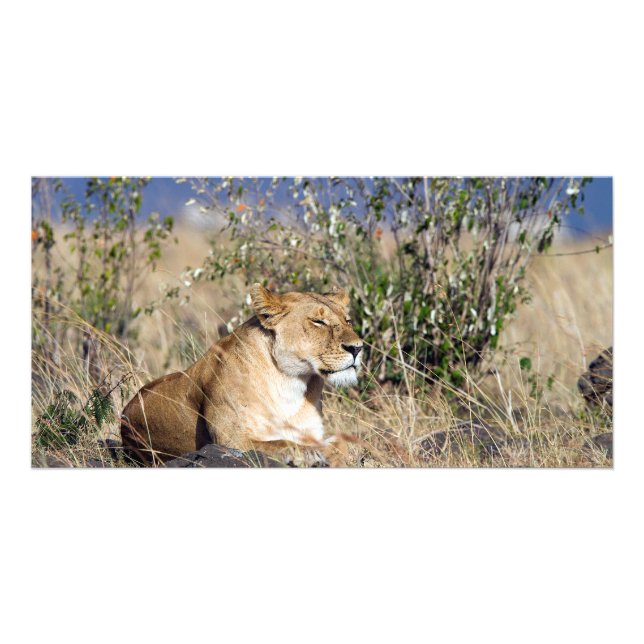 Lioness resting card (Front)