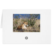 Lioness resting cards (Back Horizontal)