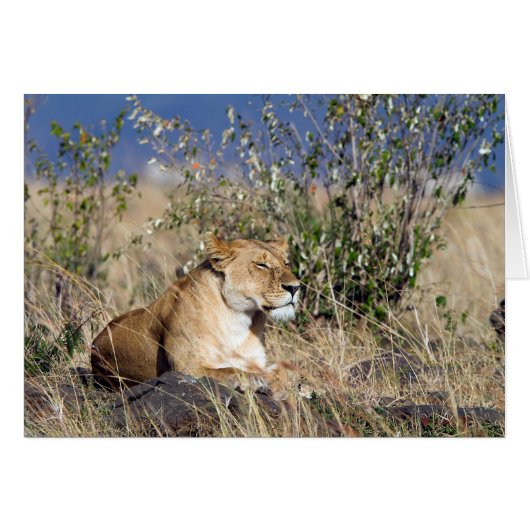 Lioness resting cards (Front Horizontal)