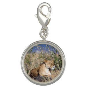 Lioness resting charm