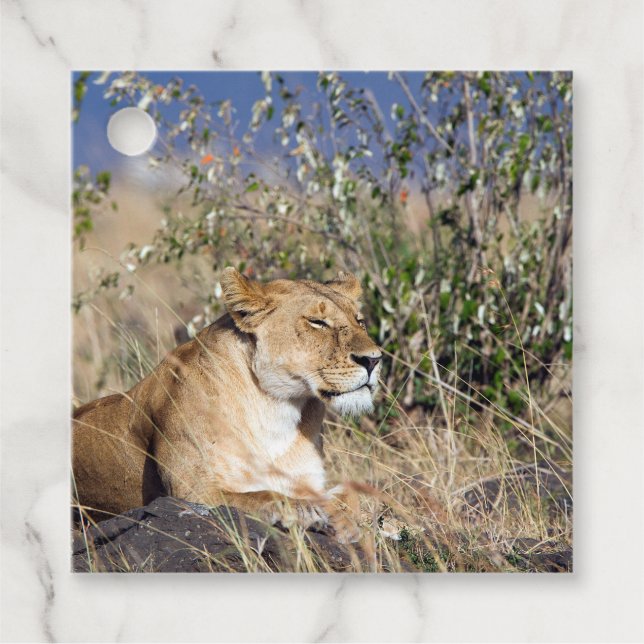 Lioness resting favor tags (Front)