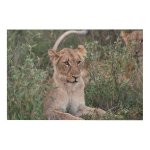 Lioness Resting in African Wilderness Wood Wall Art