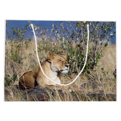 Lioness resting large gift bag