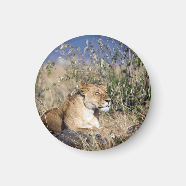 Lioness resting magnet (Front)