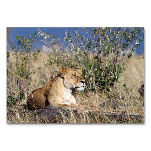 Lioness resting table number