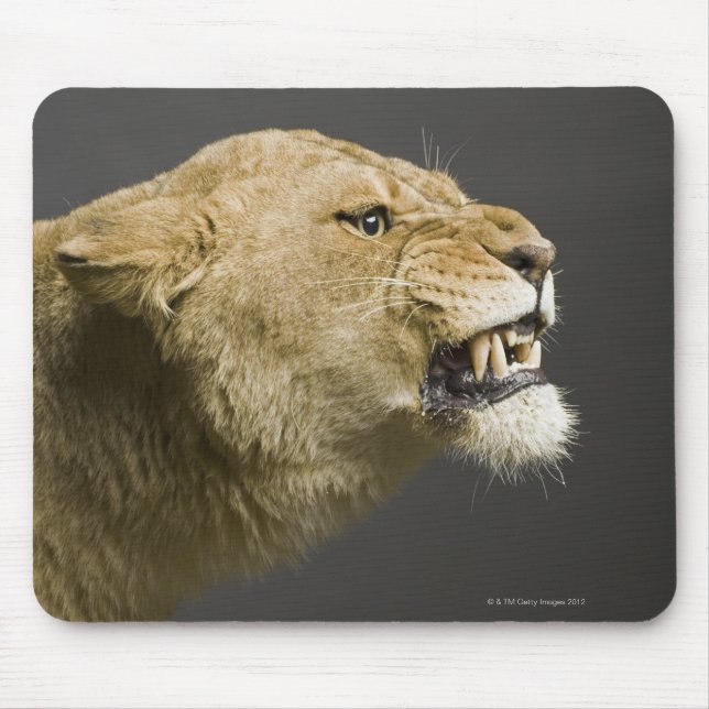 Lioness roaring 2 mouse pad (Front)