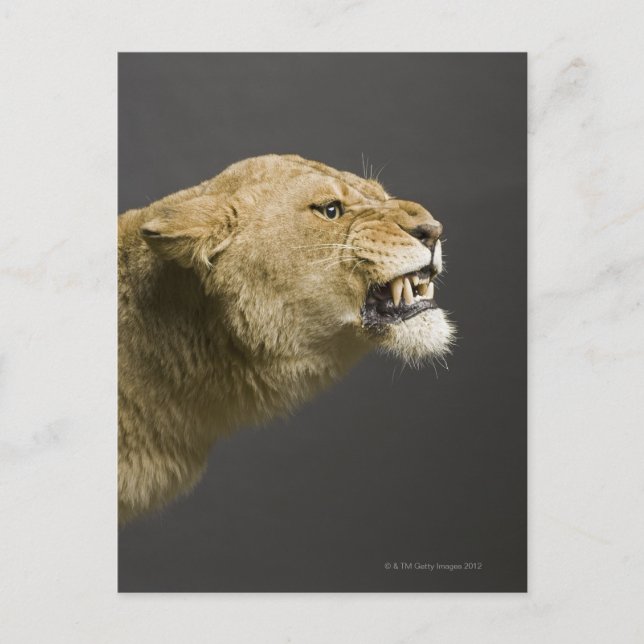 Lioness roaring 2 postcard (Front)