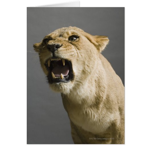 Lioness roaring cards (Front)