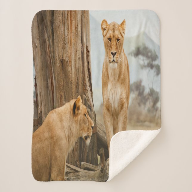 Lioness Rules Sherpa Blanket (Front)