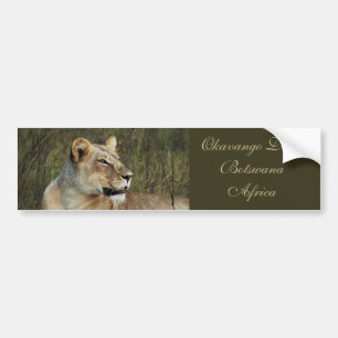 Lioness safari bumper stickers