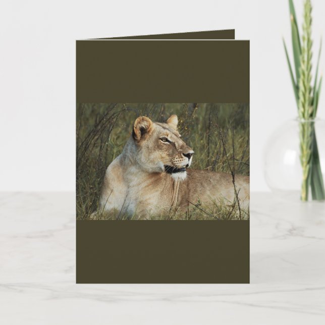 Lioness - safari greeting cards (Front)