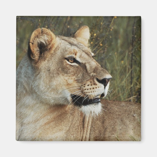 Lioness safari magnets - customize (Front)