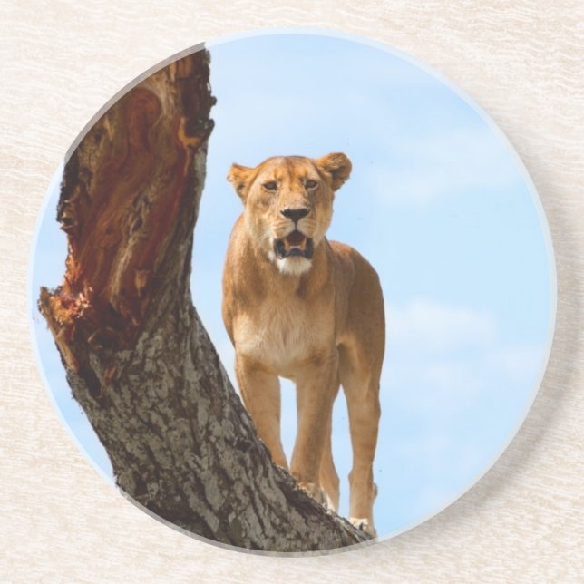 Lioness Sandstone Coaster (Front)