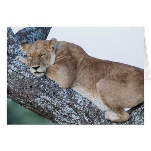 Lioness Sleeping in Tree Cards (Front Horizontal)