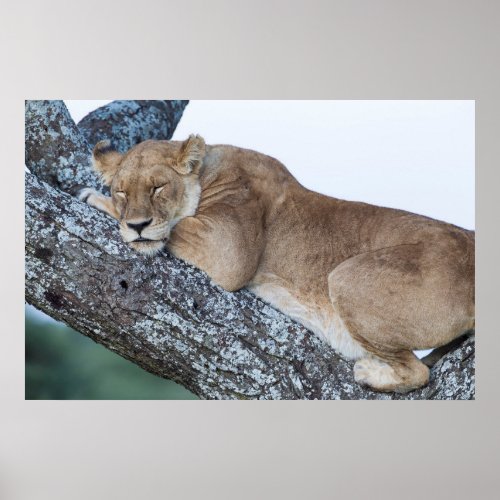 Lioness Sleeping in Tree Poster