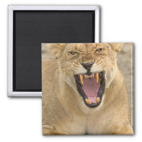 Lioness Snarl B East Africa Tanzania Magnet