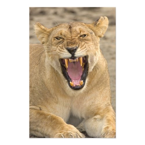 Lioness Snarl B East Africa Tanzania Photo Print