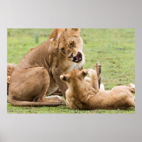 Lioness Snarls at Cub Poster