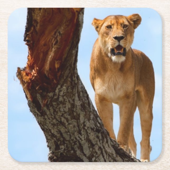 Lioness Square Paper Coaster (Front)