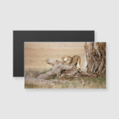 Lioness stretching (Front/Back)