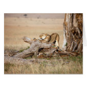 Lioness stretching (Front Horizontal)