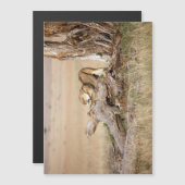 Lioness stretching (Front/Back)