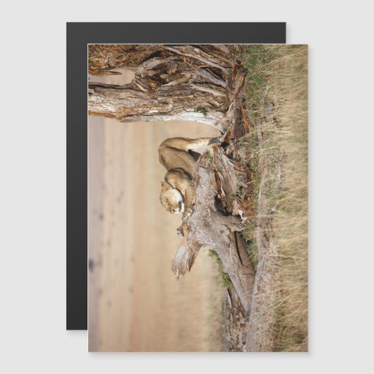 Lioness stretching (Front/Back)