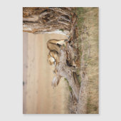 Lioness stretching (Front)