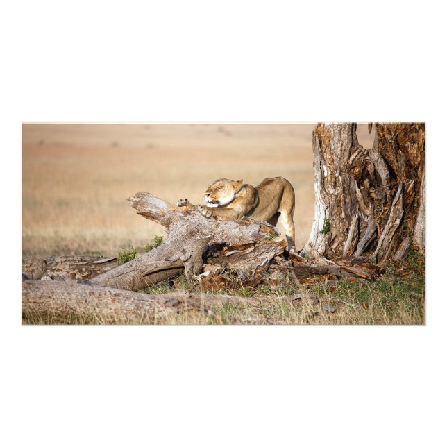 Lioness stretching card (Front)