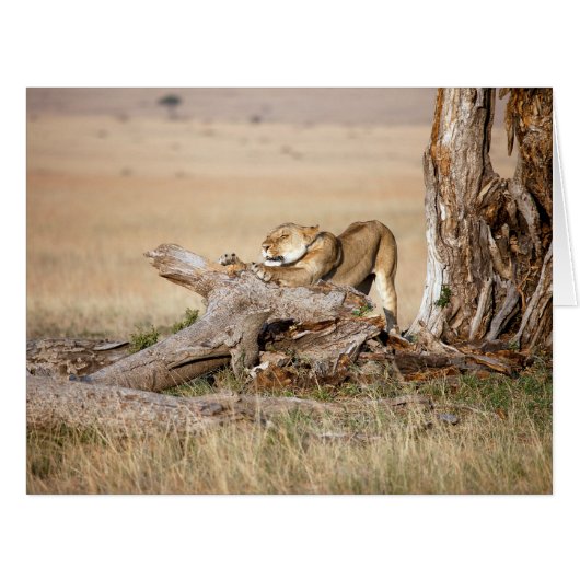 Lioness stretching cards (Front Horizontal)