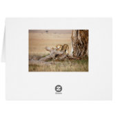 Lioness stretching cards (Back Horizontal)