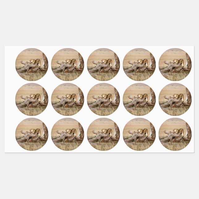 Lioness stretching labels (Sheet)