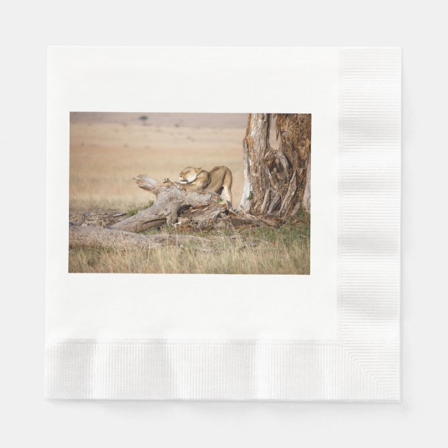 Lioness stretching napkins (Front)