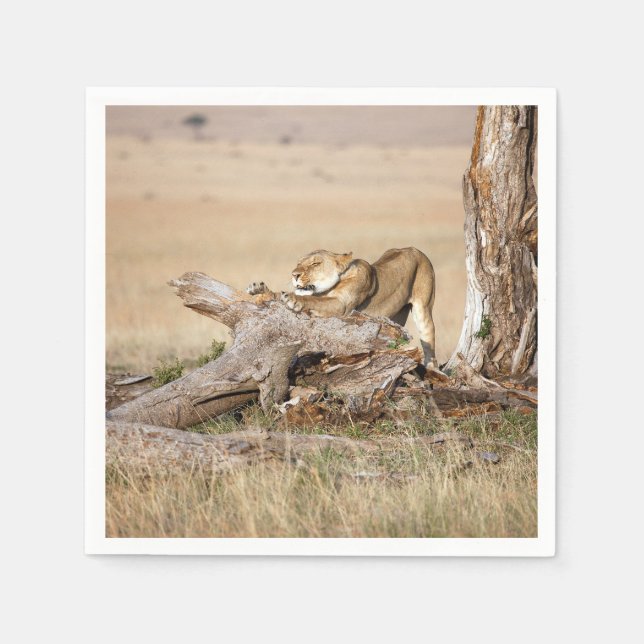 Lioness stretching napkins (Front)