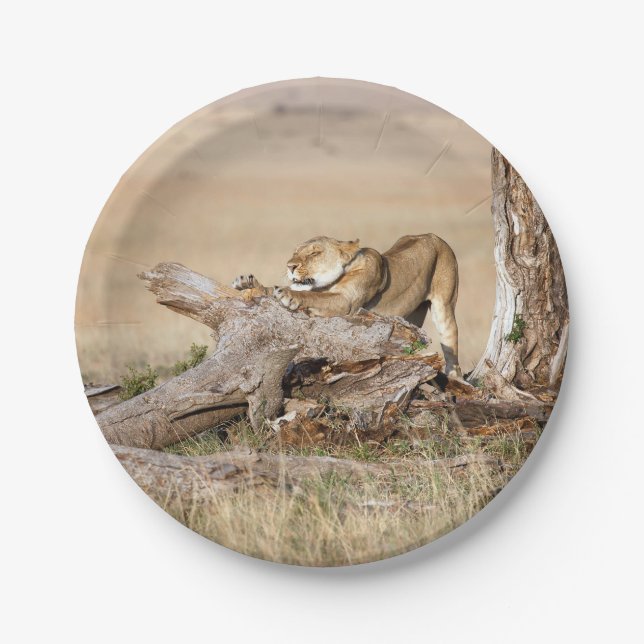 Lioness stretching paper plates (Front)
