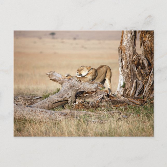 Lioness stretching postcard (Front)