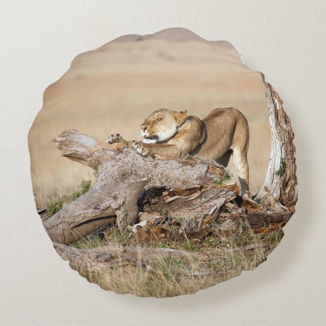 Lioness stretching round pillow (Back)