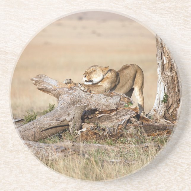 Lioness stretching sandstone coaster (Front)