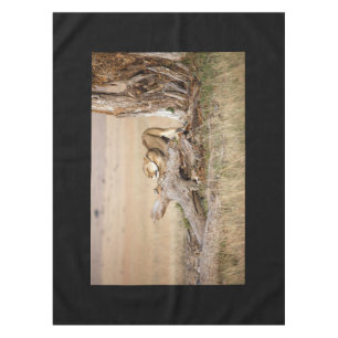 Lioness stretching tablecloth