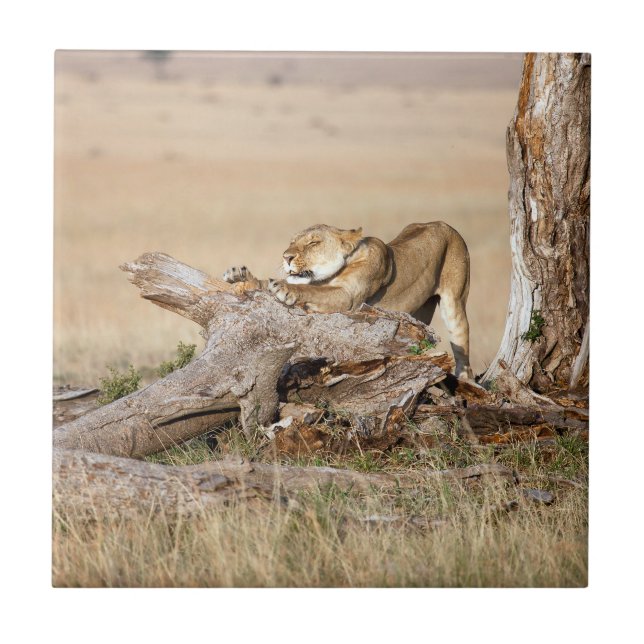 Lioness stretching tile (Front)