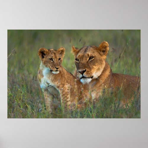 Lioness with Cub at Dusk Poster
