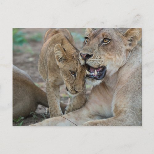Lioness with Cub Postcard
