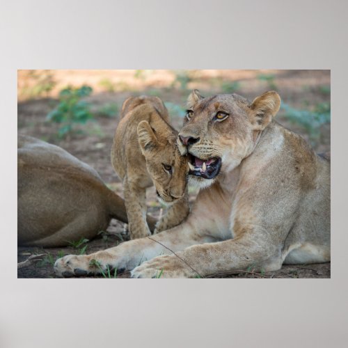 Lioness with Cub Poster