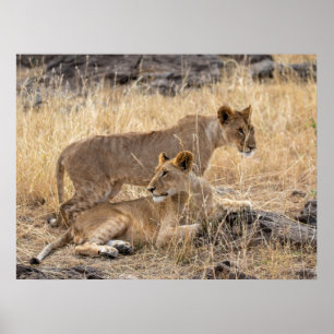 Lionesses at Rest — Guardians of the Pride Poster