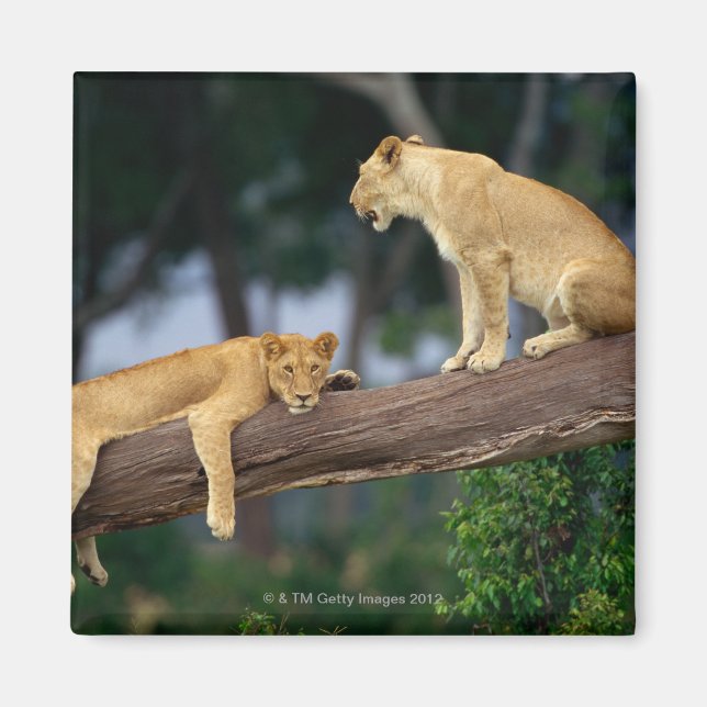 Lionesses in a tree magnet (Front)