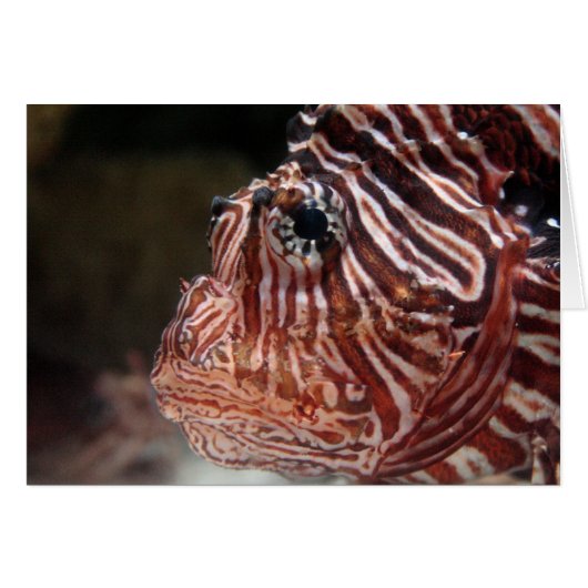 Lionfish (Front Horizontal)