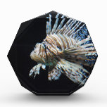 Lionfish Acrylic Award